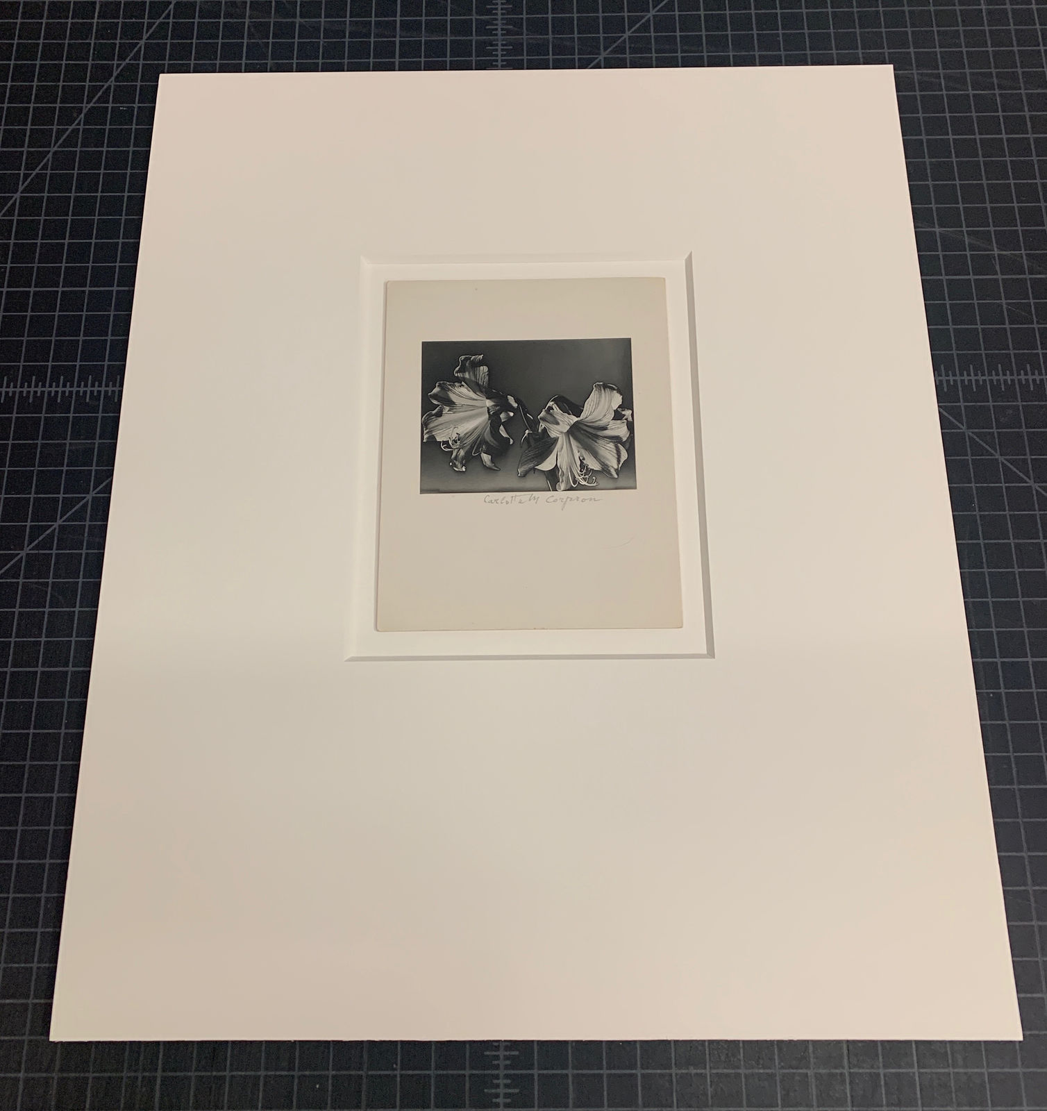 Carlotta Corpron, Solarized Amaryllis, c. 1940