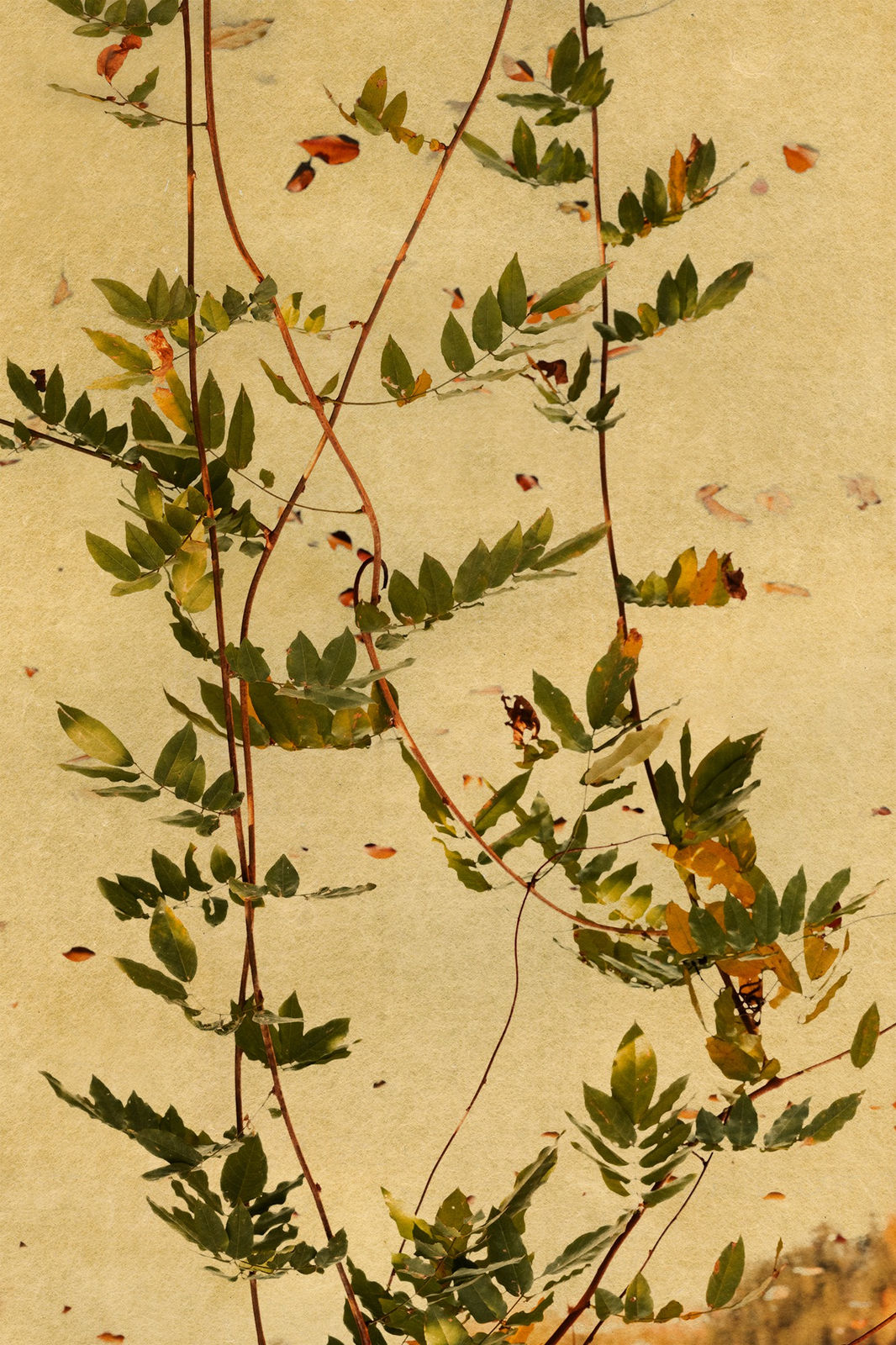 Albarrán Cabrera, The Mouth of Krishna #713, 2019