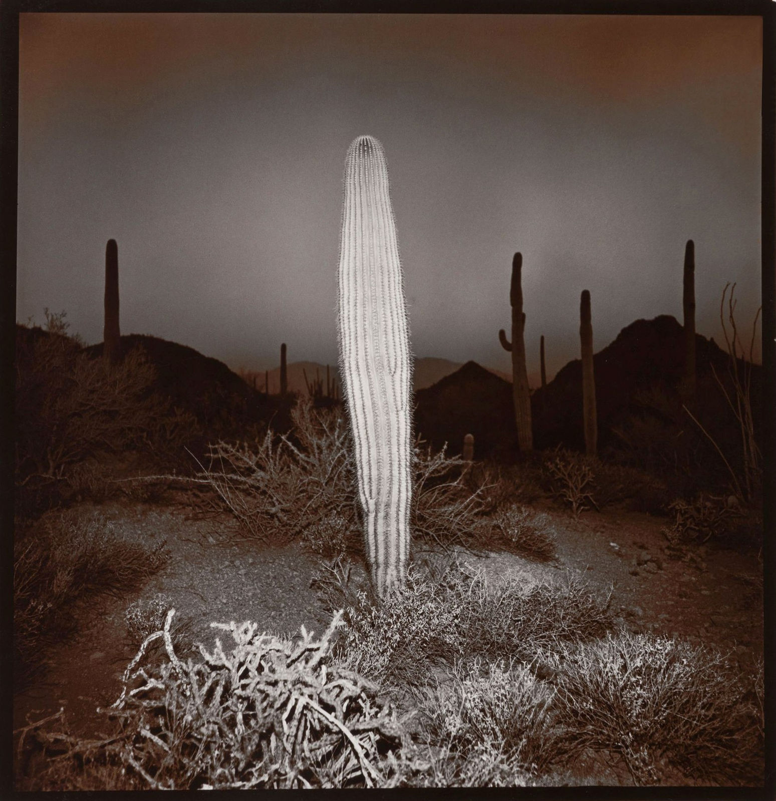 Richard Misrach, Saguaro Cactus #51, 1975