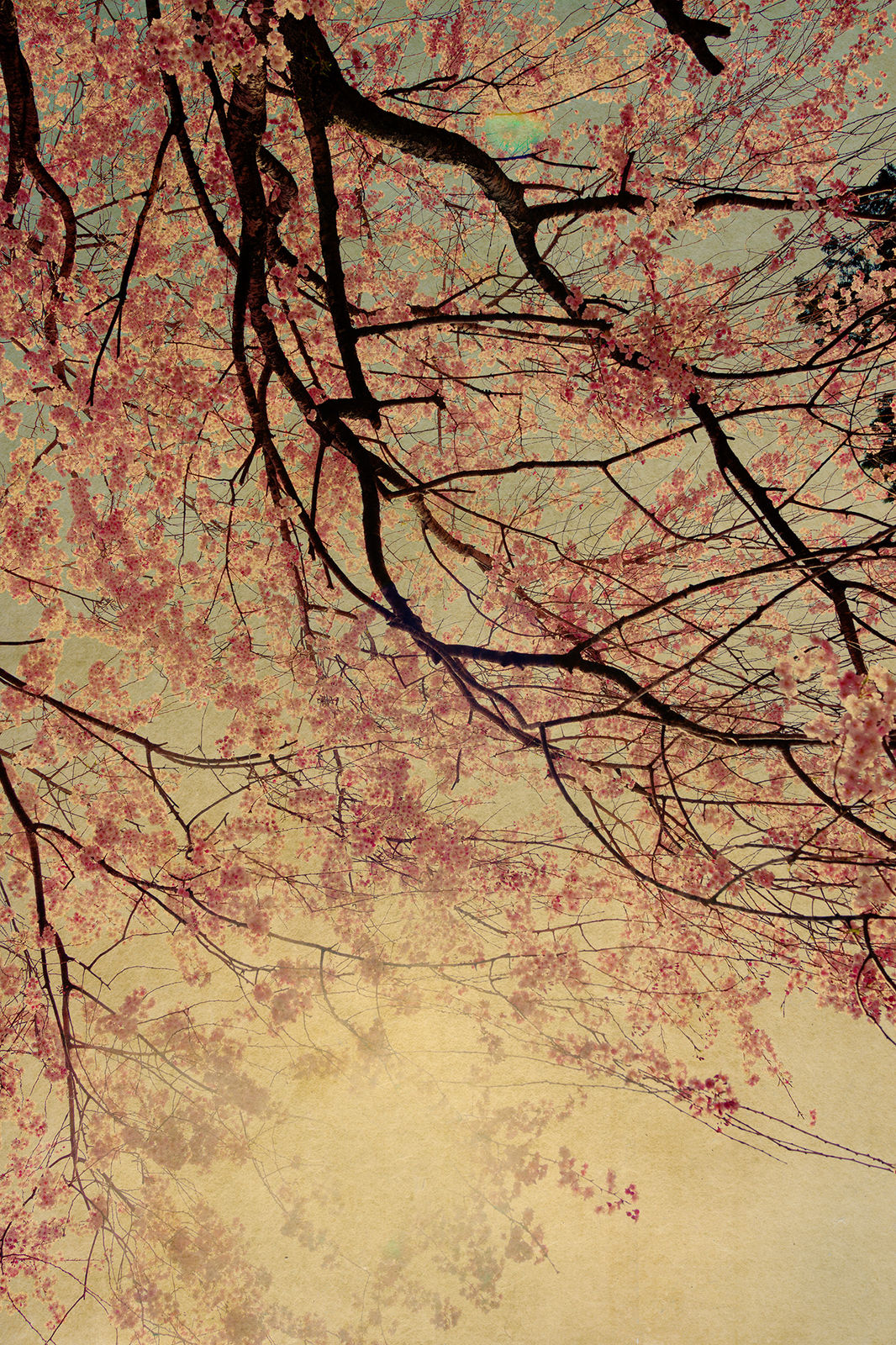 Albarrán Cabrera, The Mouth of Krishna #60388, 2018