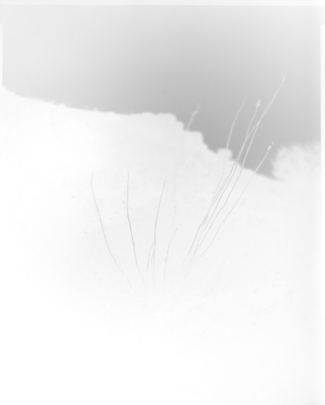 scott b. davis, ocotillo, ocotillo (no. 45), 2016