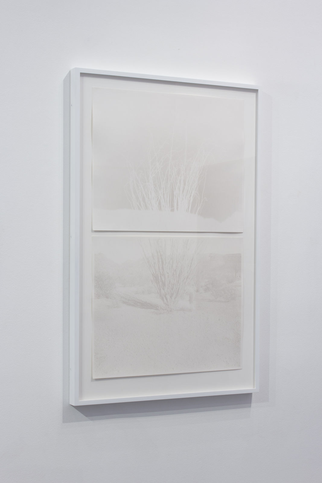 scott b. davis, ocotillo, arizona upland, 2013