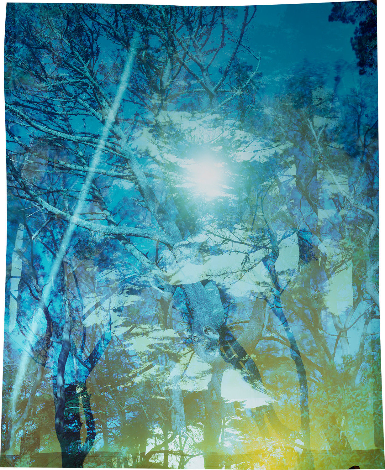 John Chiara, Coral : Starr King : Lands End, 2022