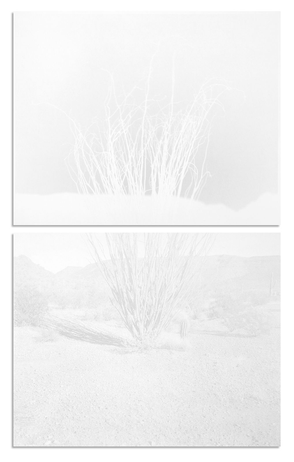 scott b. davis, ocotillo, arizona upland, 2013