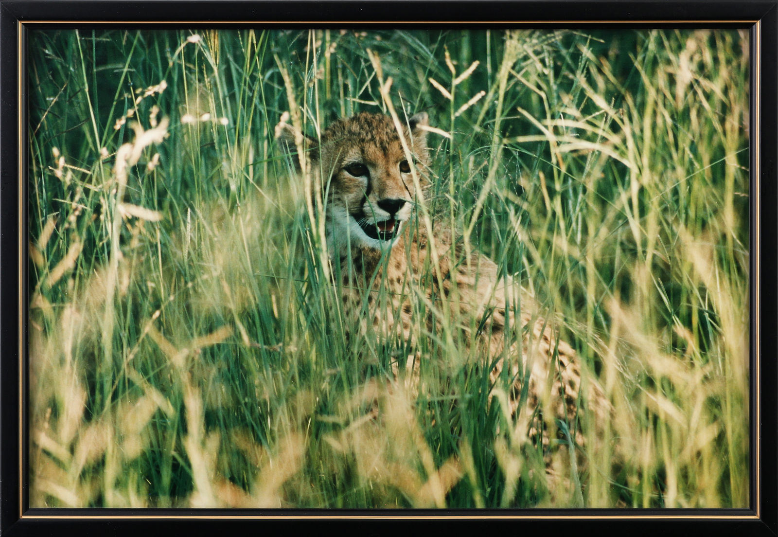 Unknown Artist, Untitled (8 African Safari photos) , n.d.