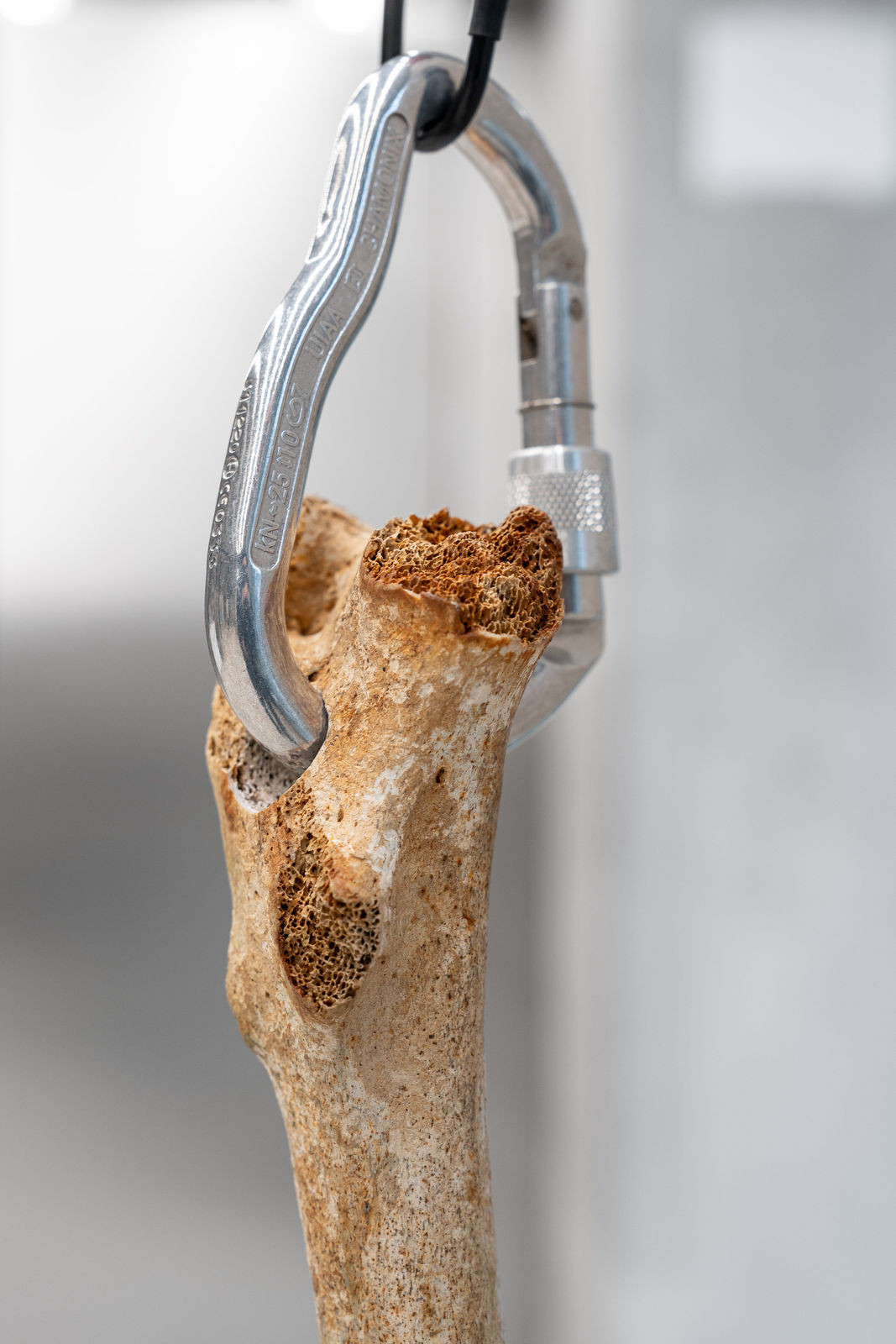 Nicolás Lamas, Tendon, 2022