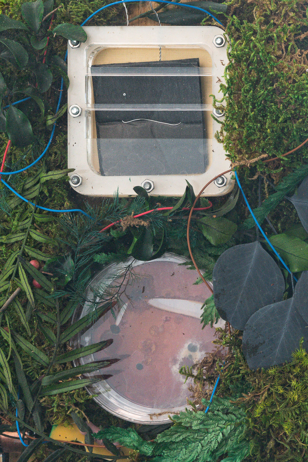 Cécile B. Evans, Prop for a Future Adaptation (microbial fuel cell prototype for giselle) II, 2021