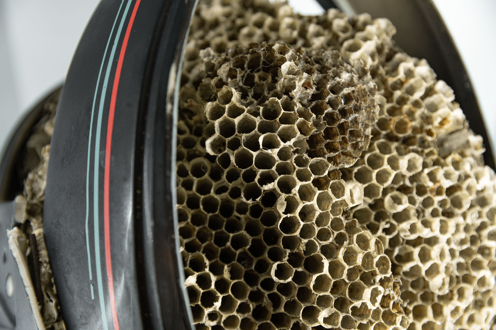 Nicolás Lamas, Network collapse, 2019