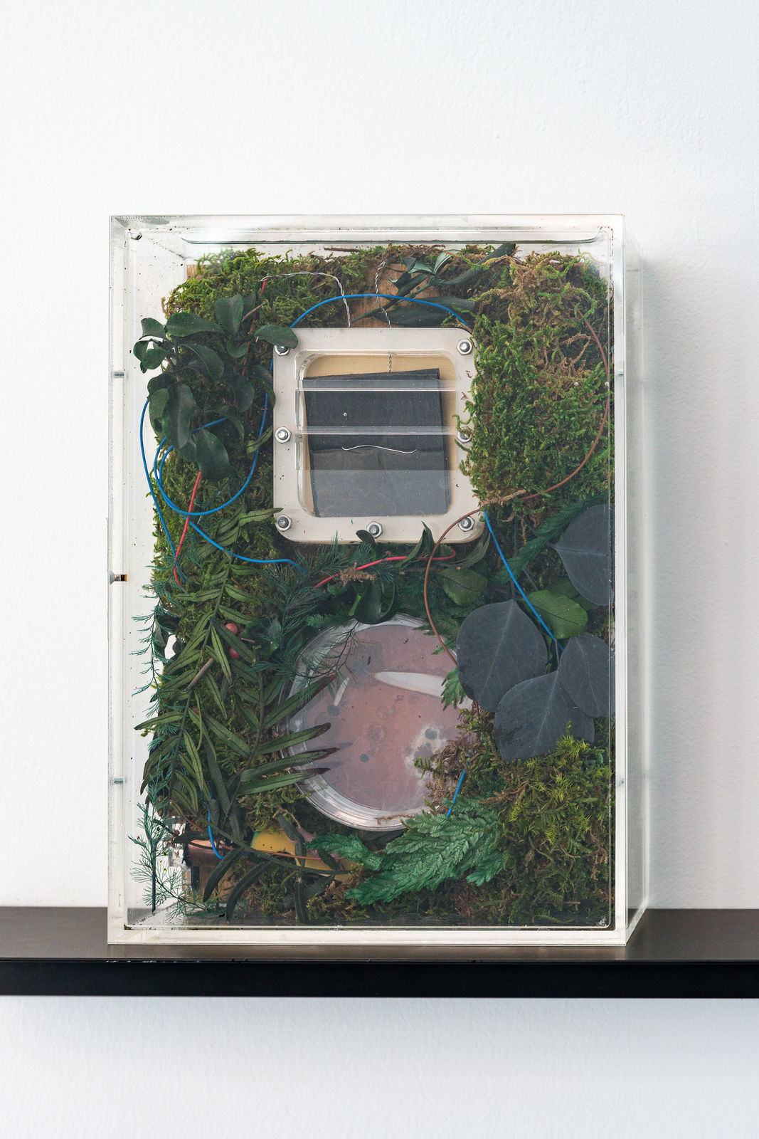 Cécile B. Evans, Prop for a Future Adaptation (microbial fuel cell prototype for giselle) II, 2021