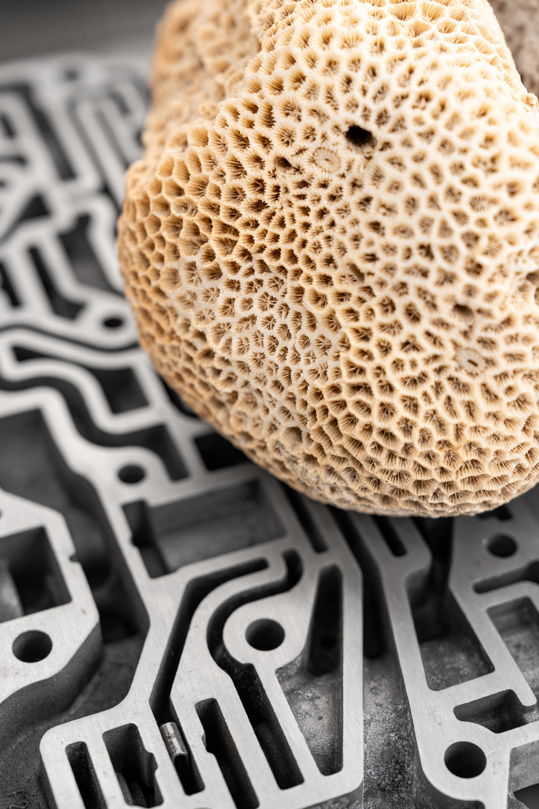 Nicolás Lamas, Neurocoral, 2022