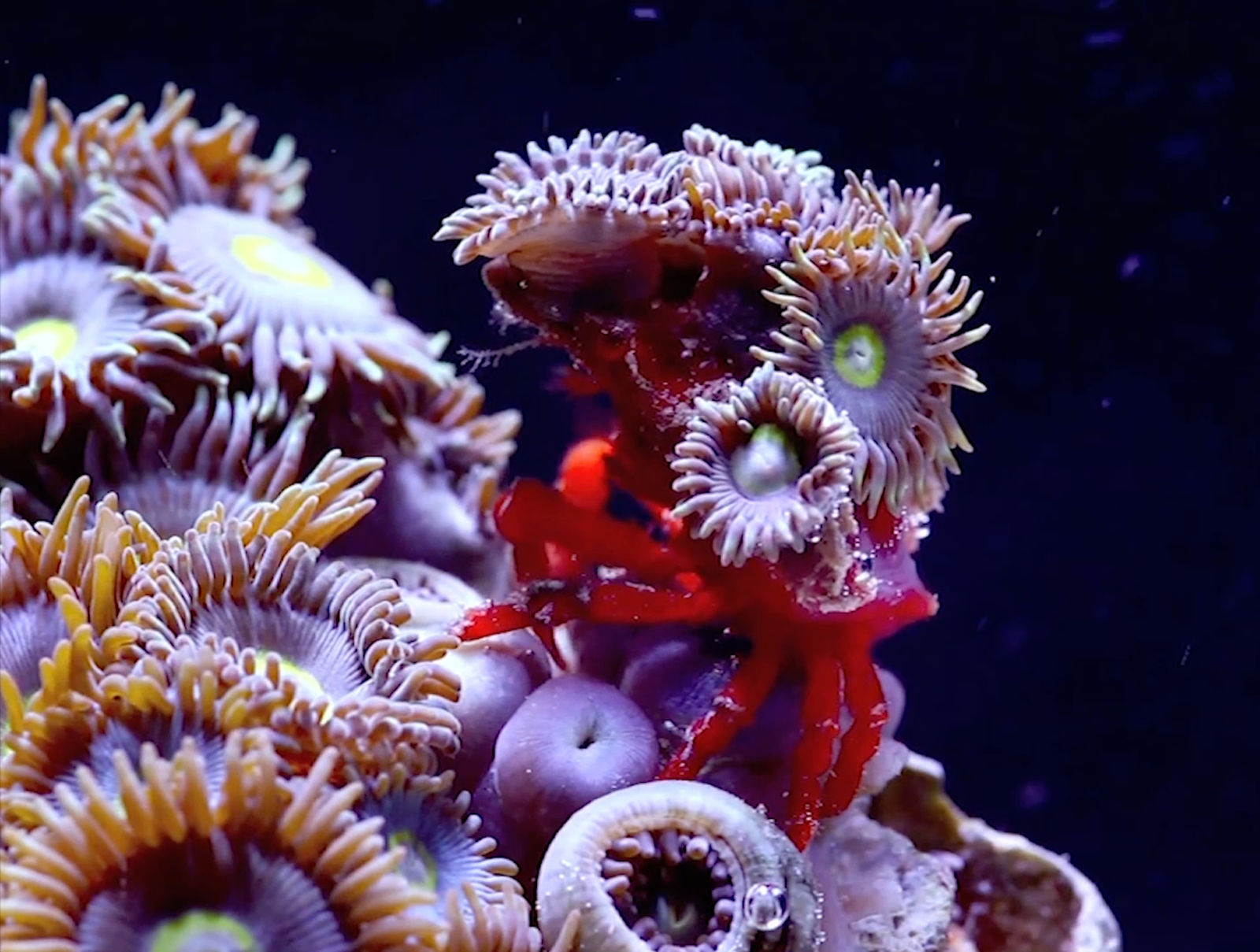 Anne Duk Hee Jordan, Ziggy and the Starfish, 2016-2018