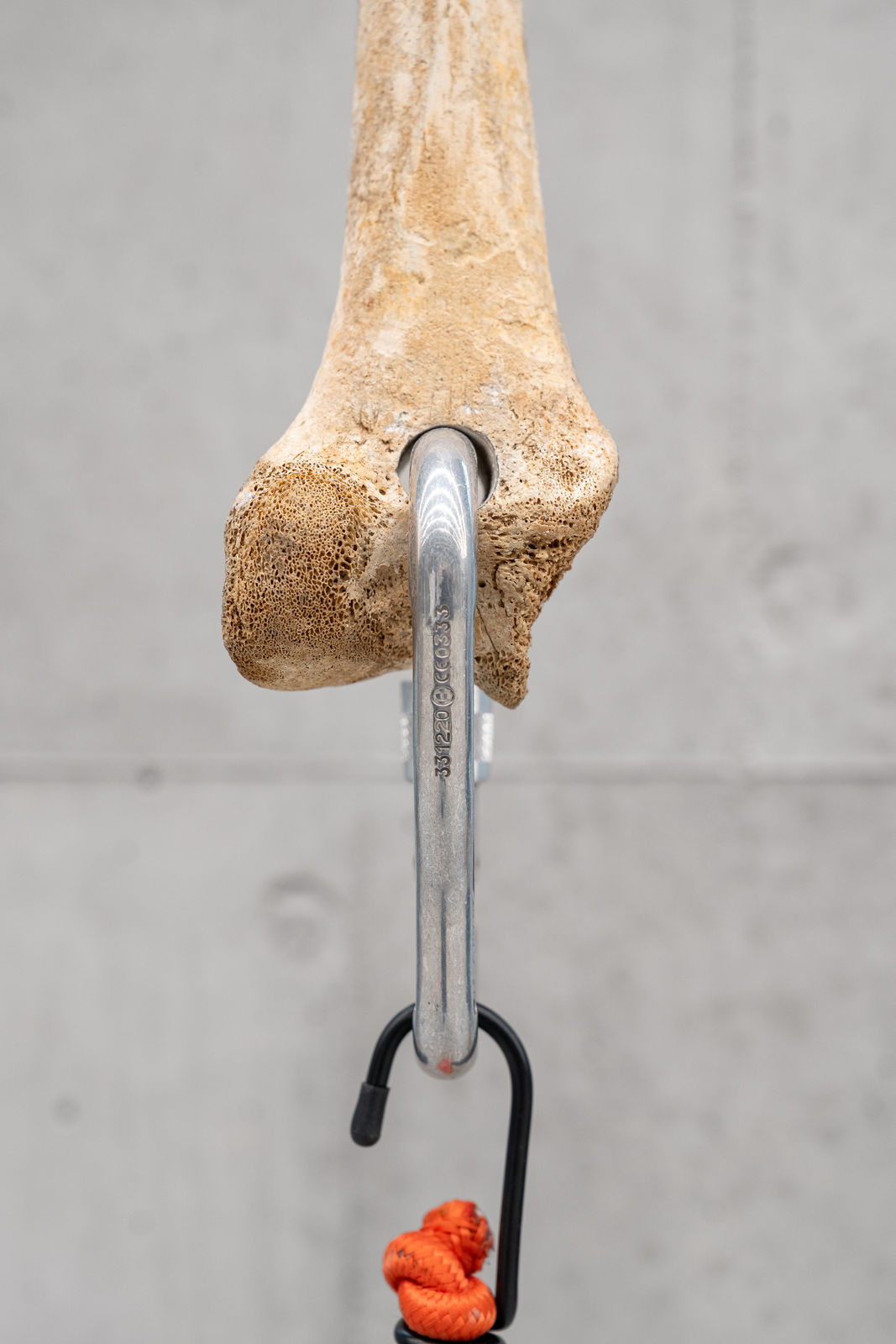 Nicolás Lamas, Tendon, 2022