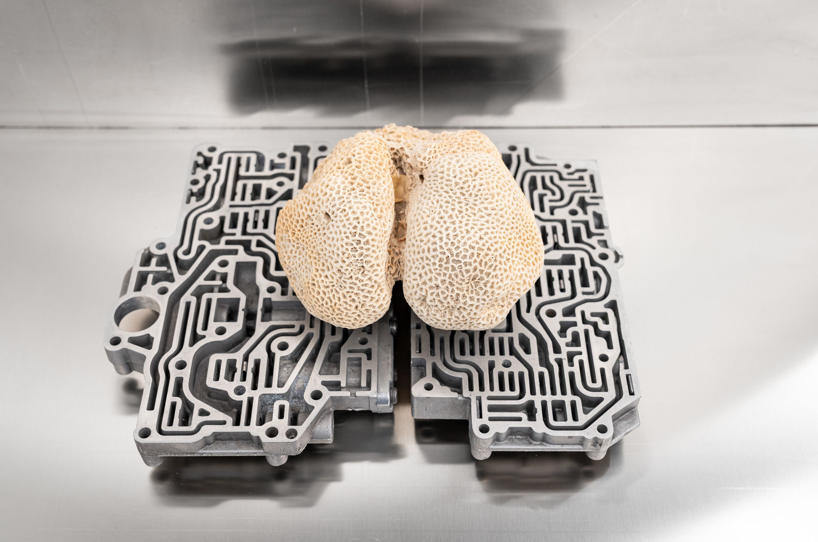 Nicolás Lamas, Neurocoral, 2022