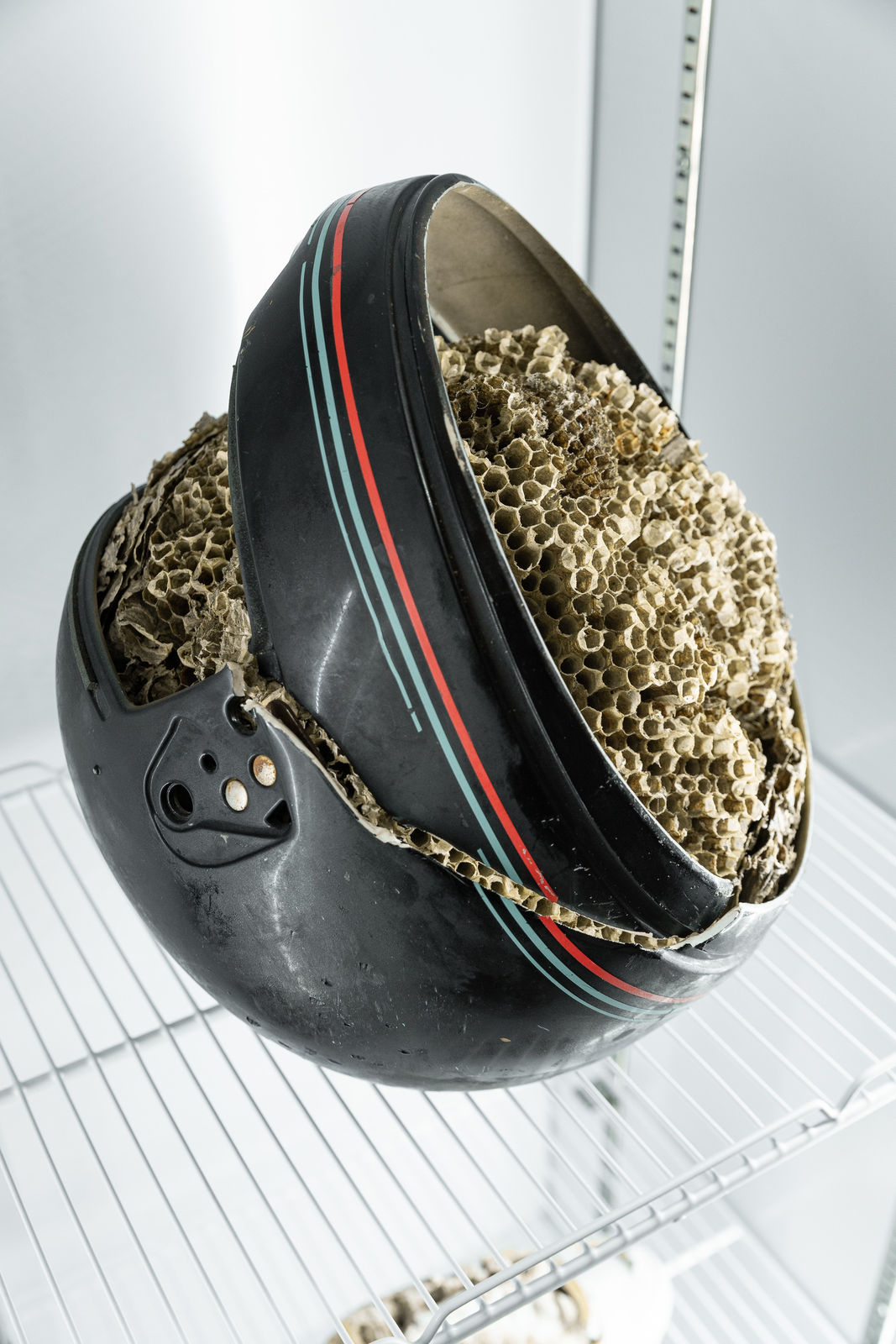 Nicolás Lamas, Network collapse, 2019