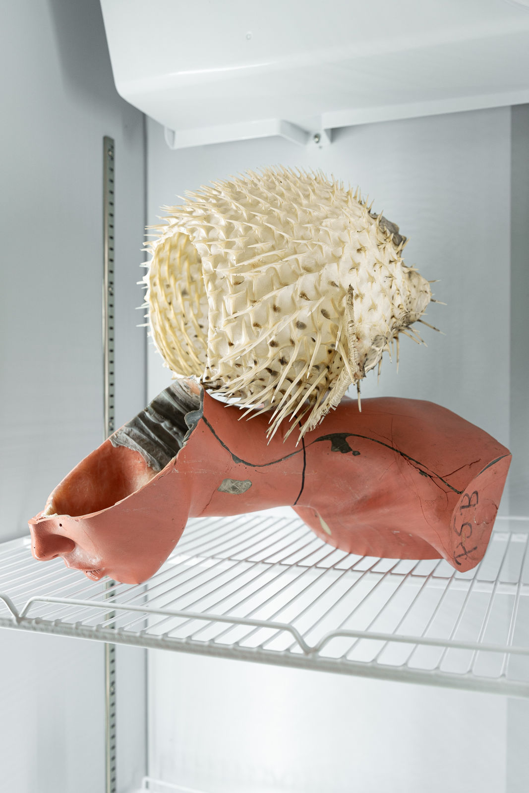 Nicolás Lamas, Biosynthetic transmutation, 2022