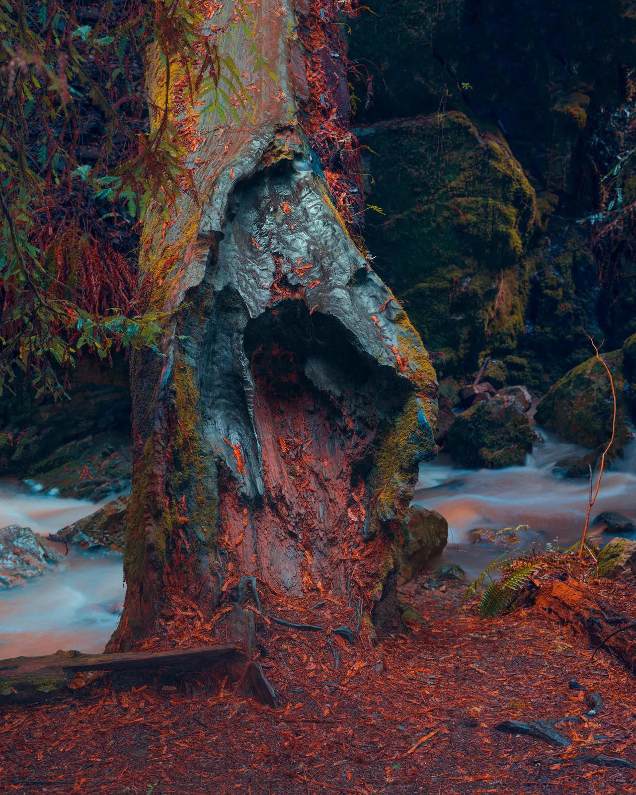 Christopher Rodriguez, Charred Redwood, CA, 2017