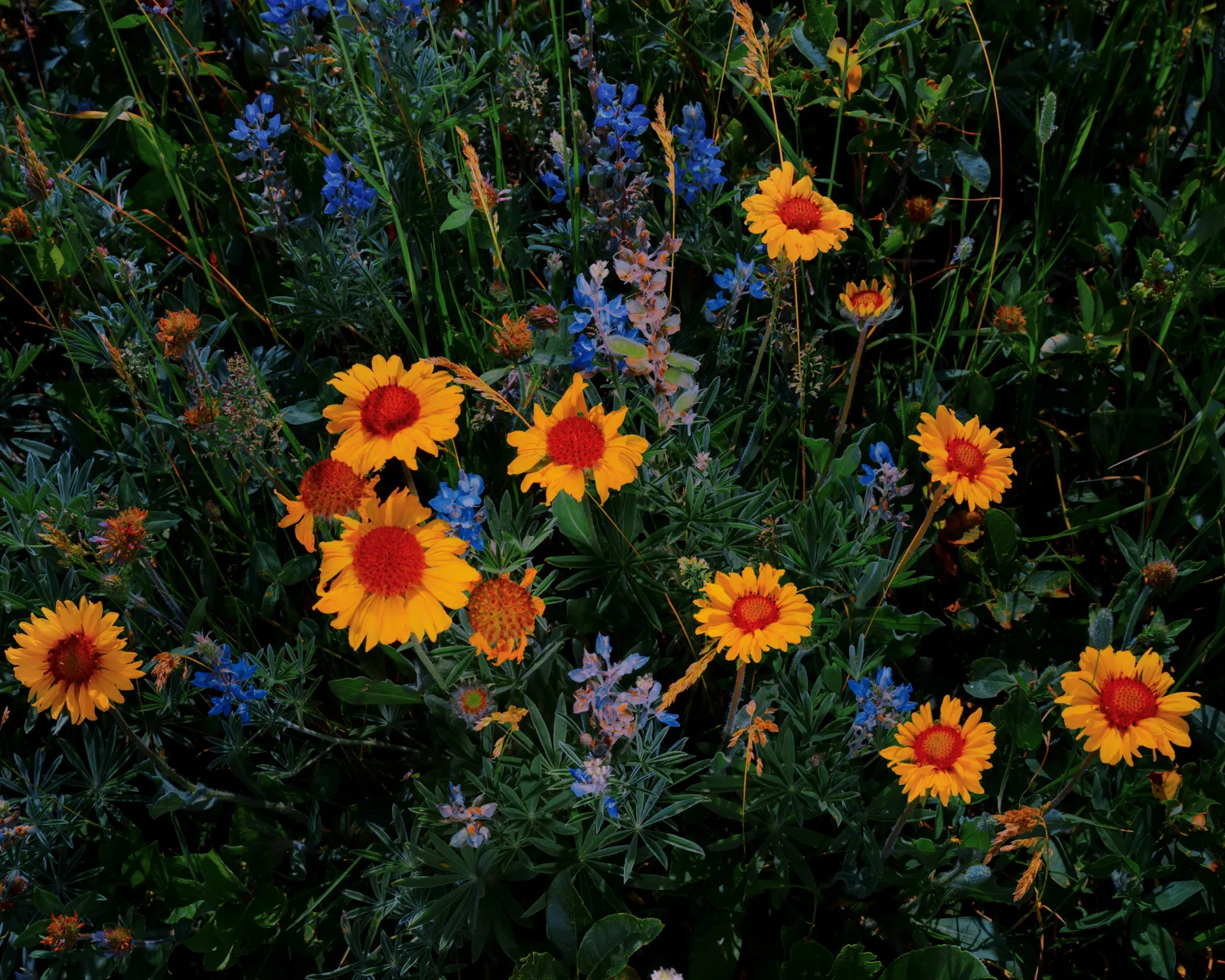 Christopher Rodriguez, Glacier National Park I, 2025