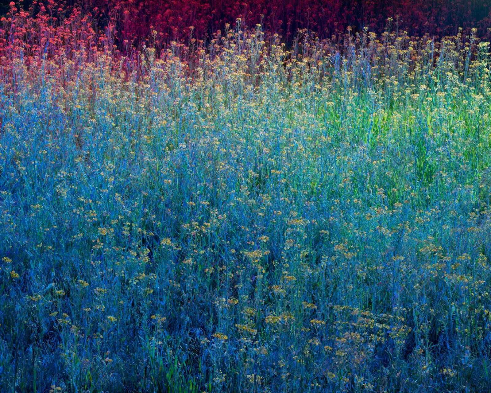 Christopher Rodriguez, Montana Quarantine: Flower Field