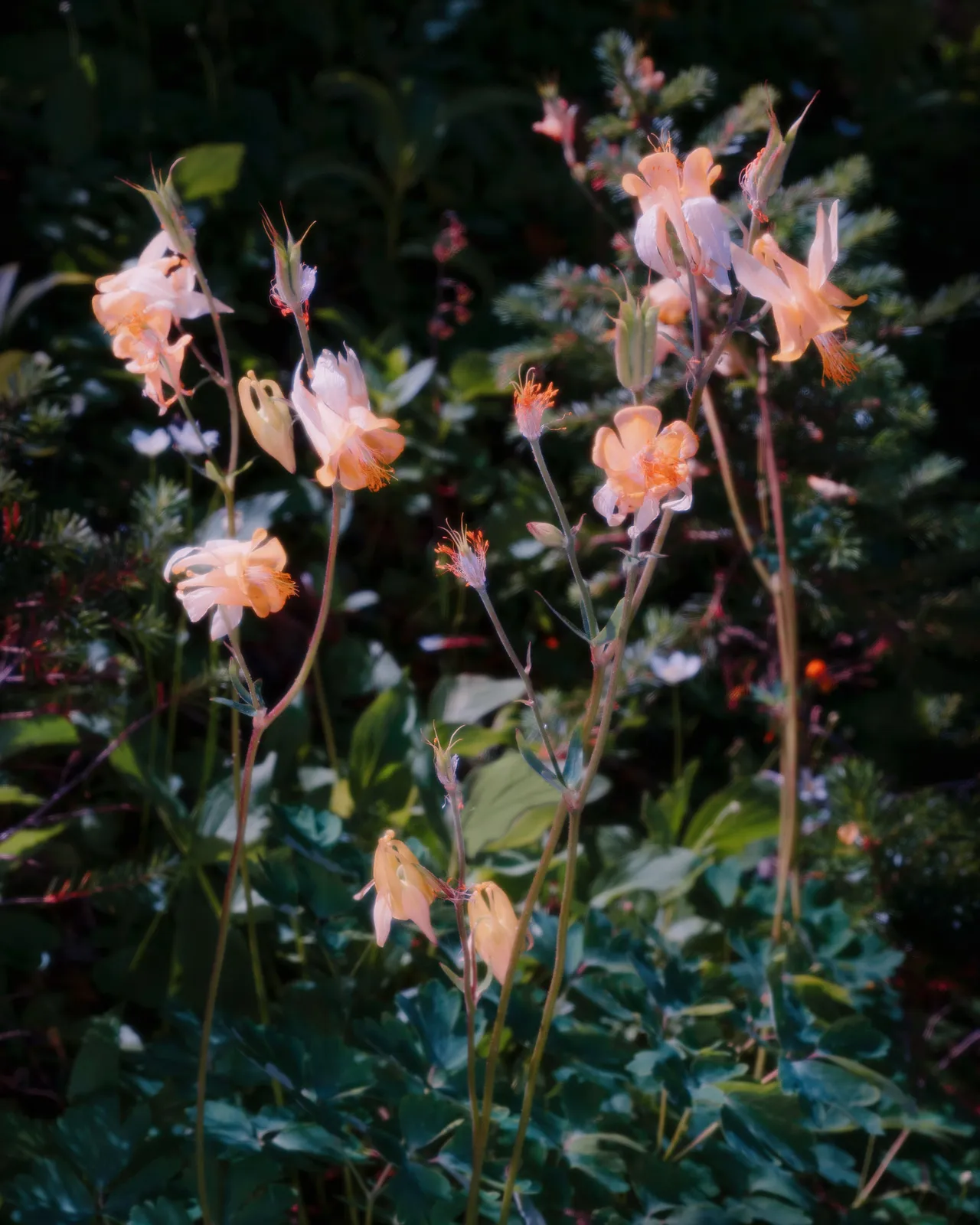 Christopher Rodriguez, Glacier Hike I, 2025