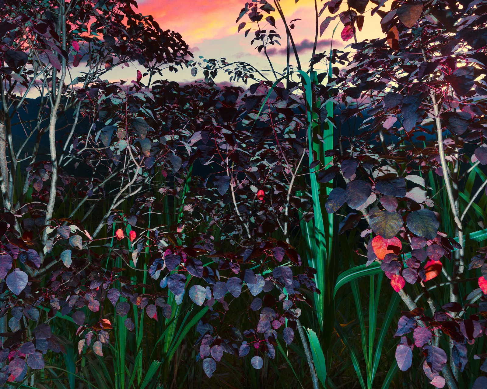 Christopher Rodriguez, Gocta Sunset, Peru, 2019