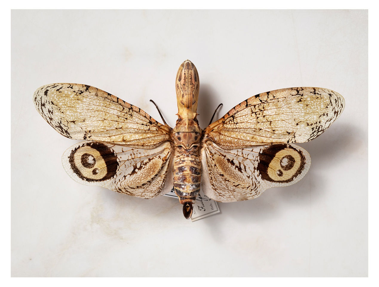 Jeffrey Stuker, Fulgora Laternaria, 2015