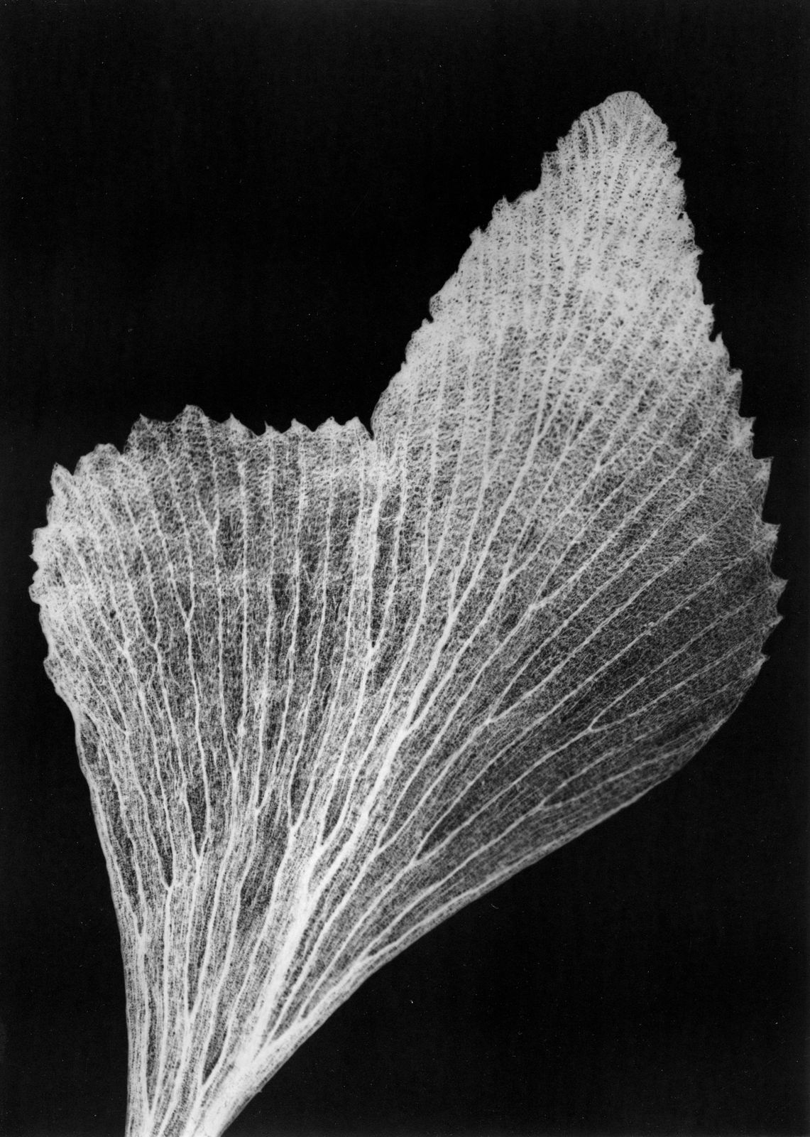 Houda Kabbaj, Polysème, 2024