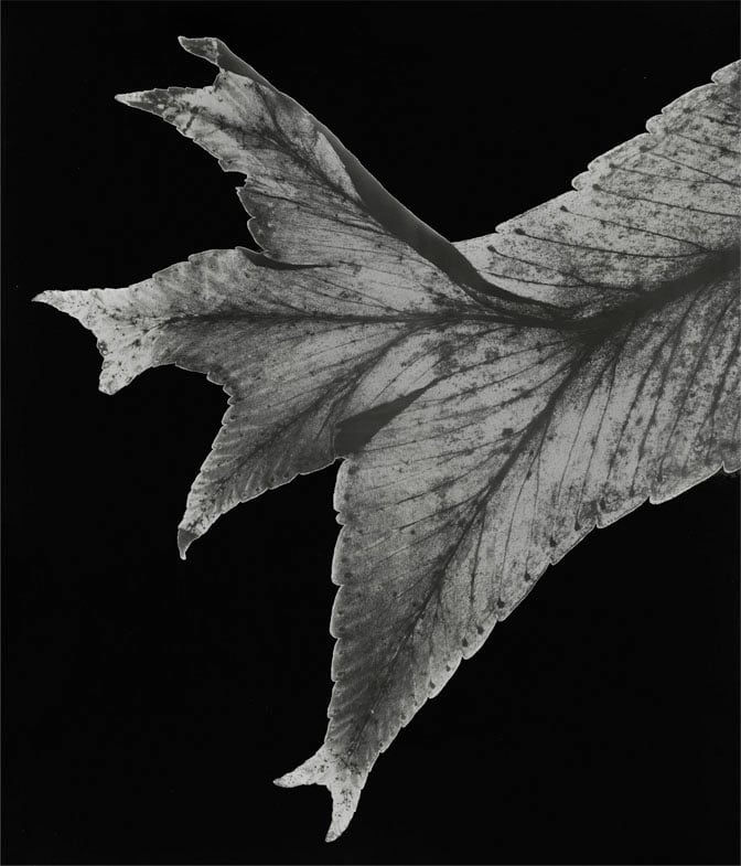 Houda Kabbaj, Polysème #6, 2024