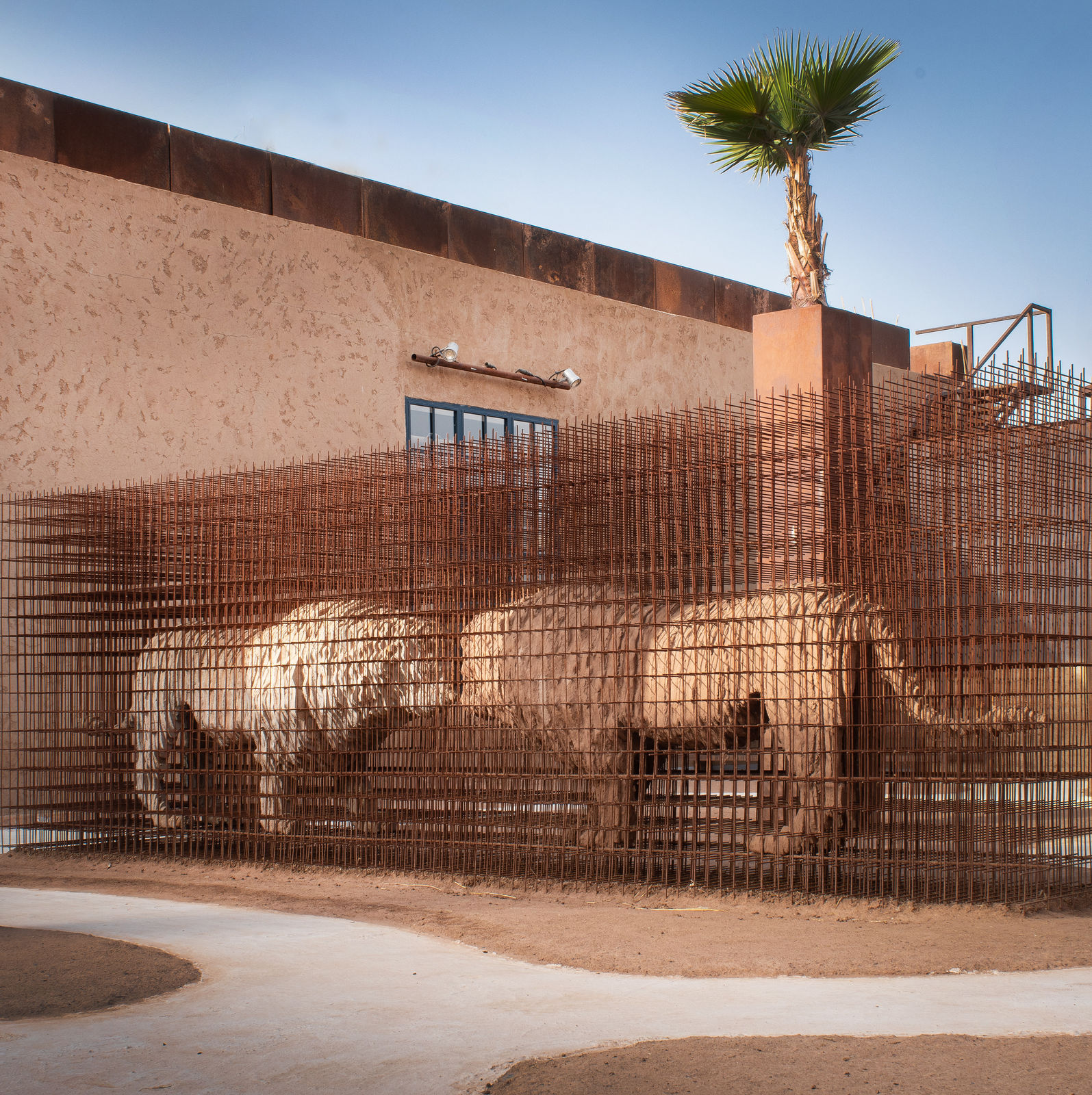 Amine El Gotaibi, Atlas Lions, 2021