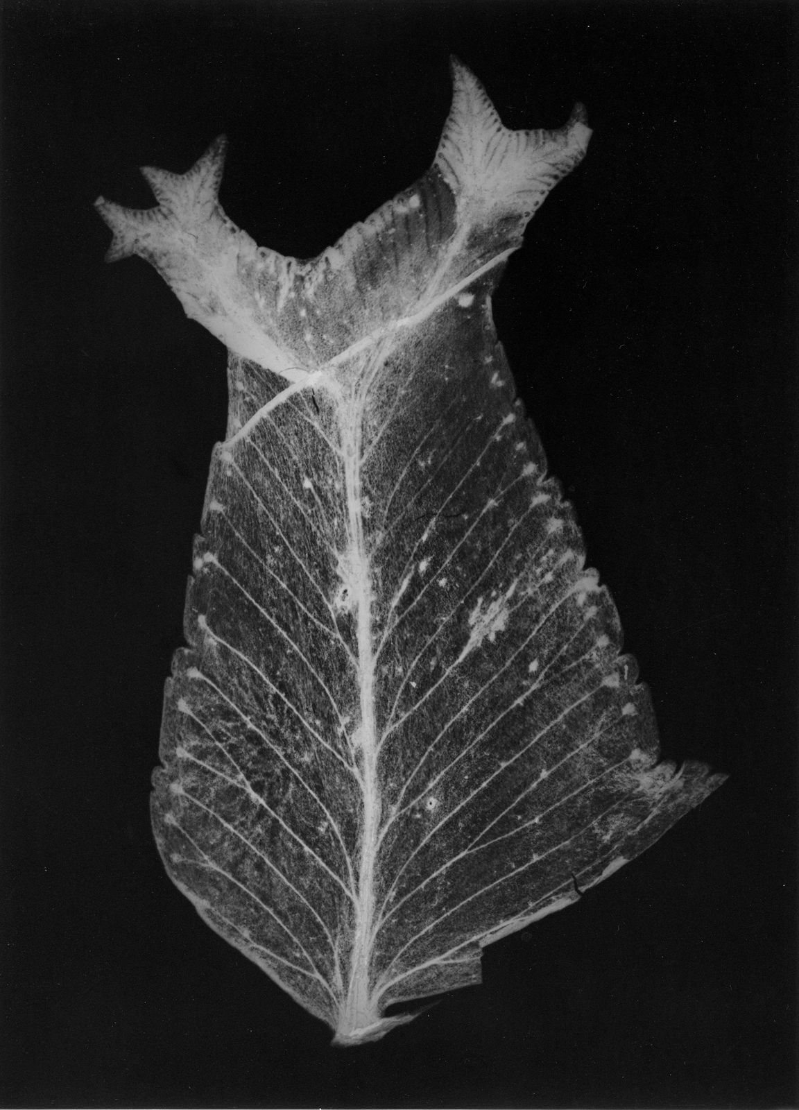 Houda Kabbaj, Polysème, 2024