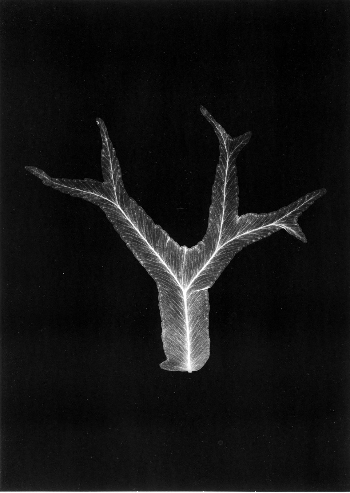 Houda Kabbaj, Polysème, 2024