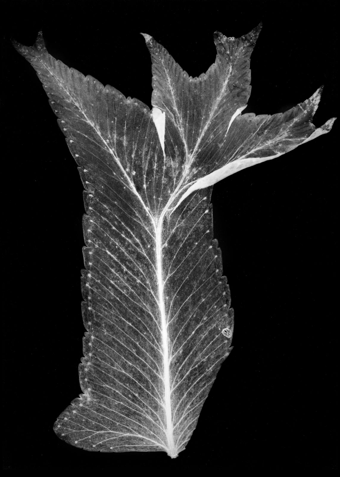 Houda Kabbaj, Polysème, 2024