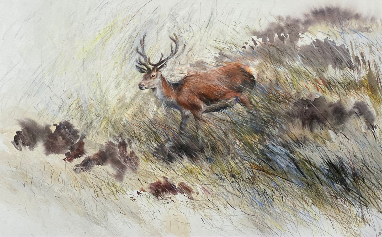 Lucy Newton, Young Stag