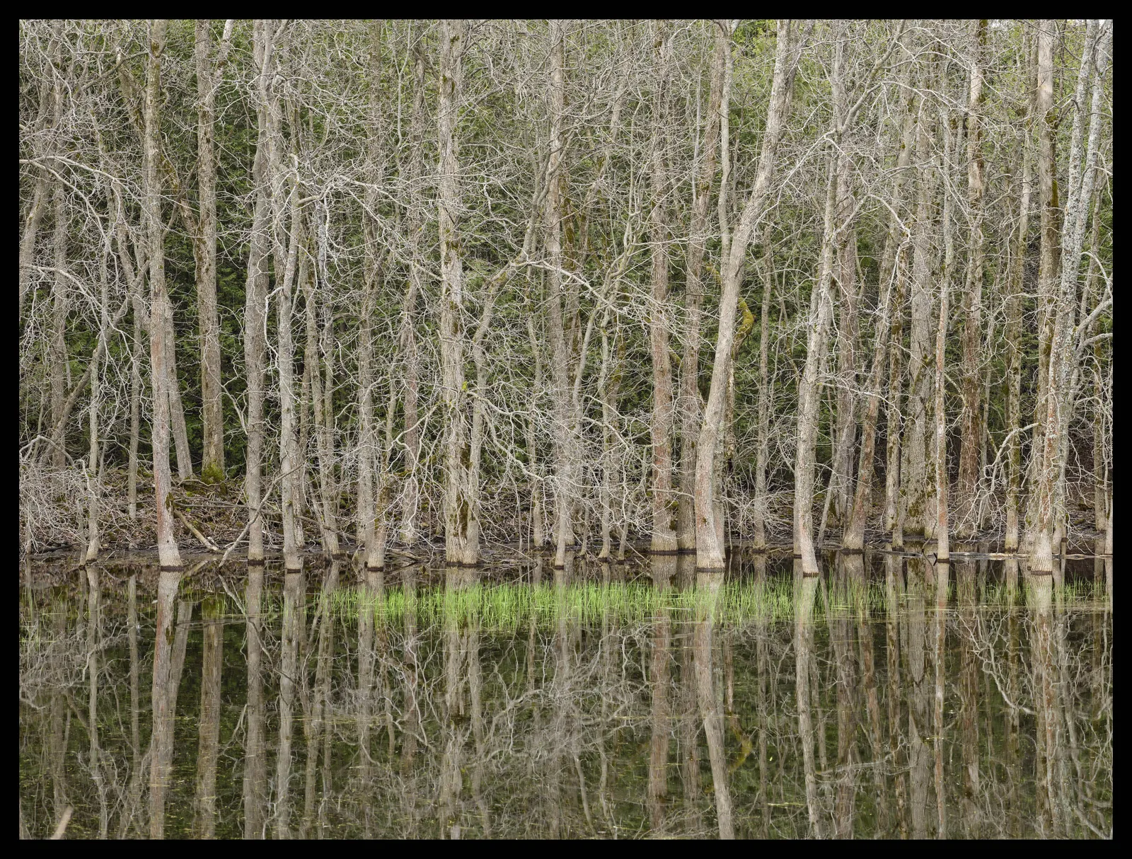 Edward Burtynsky, Natural Order #33, Grey County, Ontario, Canada, Spring, 2020