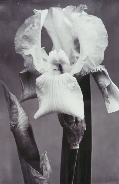 Charles Jones, Iris Florentina, c.1900