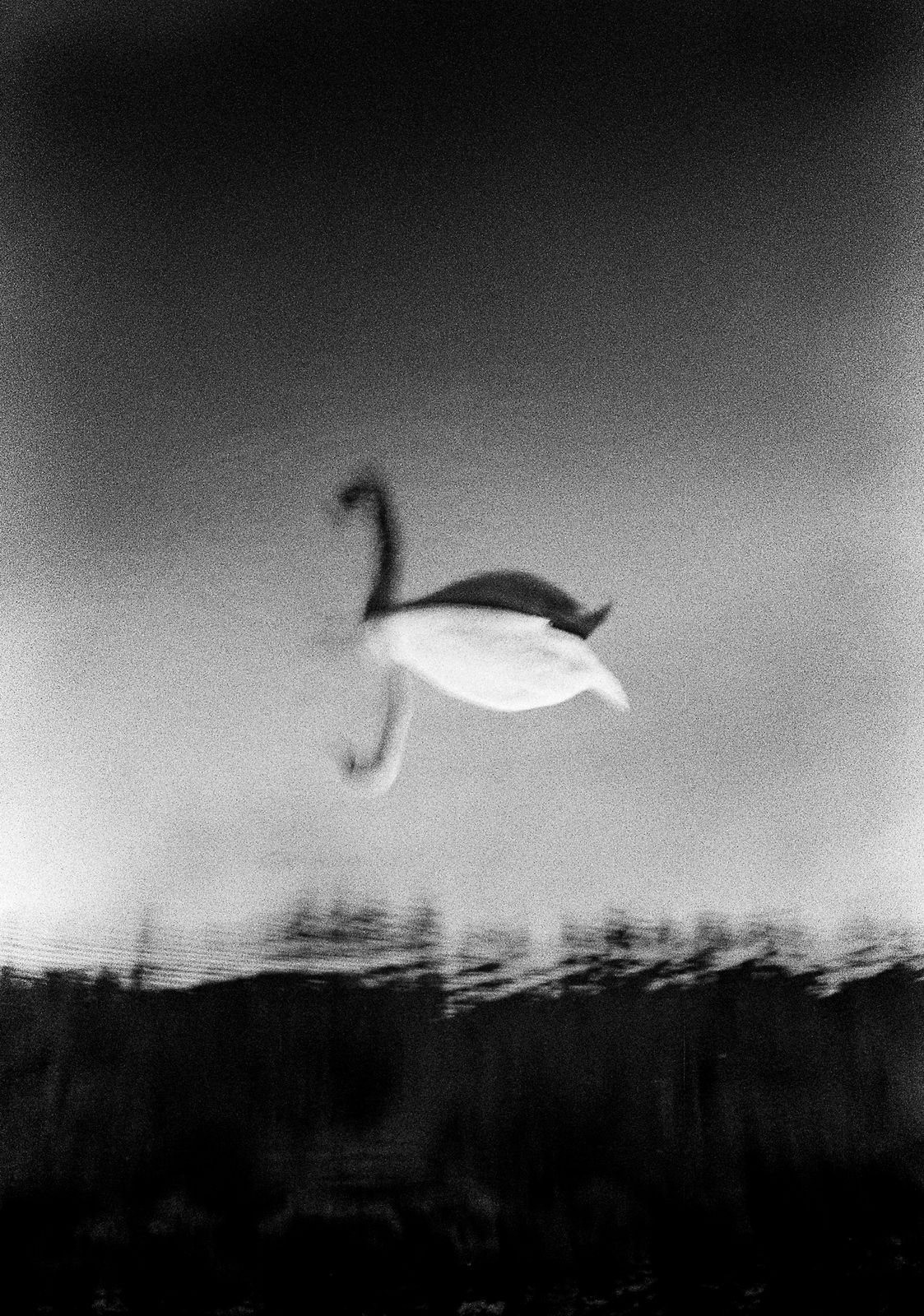 Yusuke Yamatani, Rama Lama Ding Dong, #52, 2014