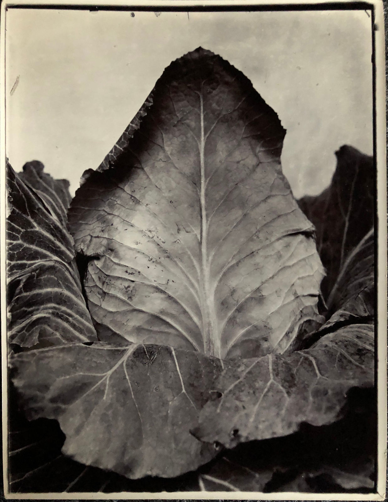 Charles Jones, Cabbage Imperial, c. 1900