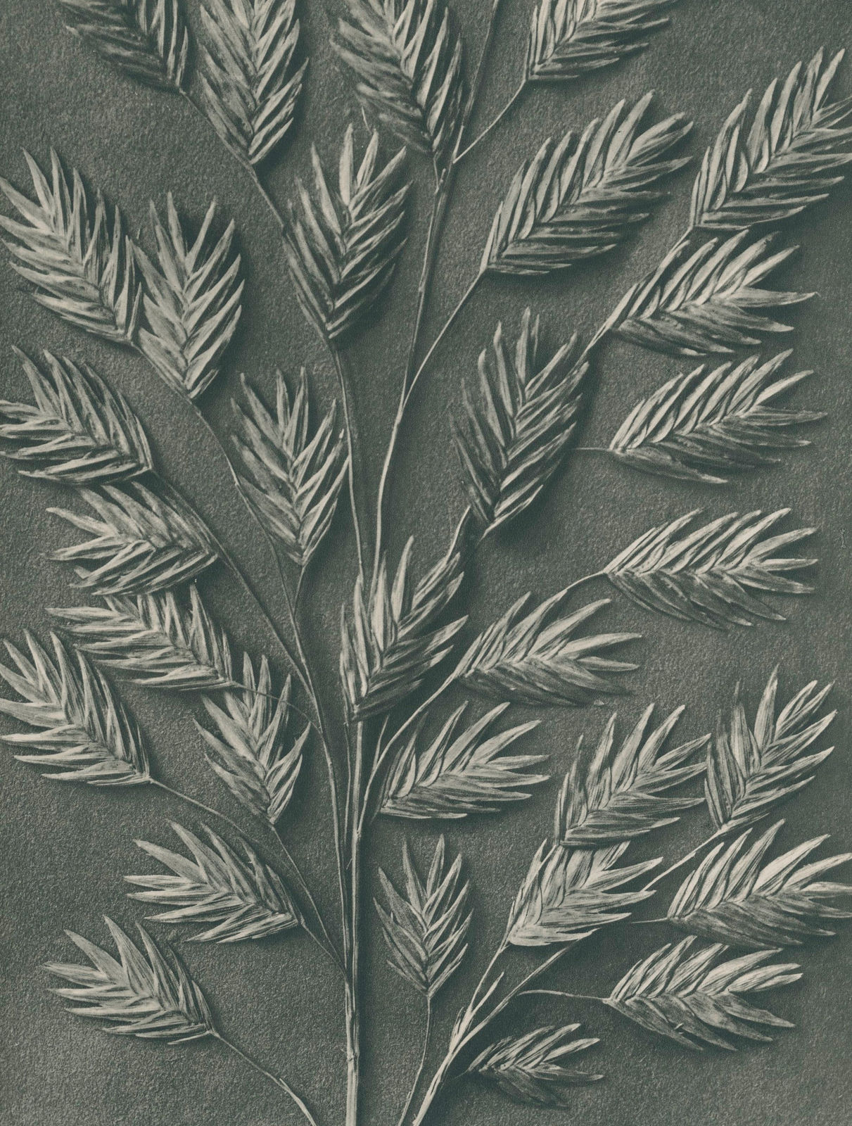 Karl Blossfeldt, Uniola latifolia (Spikelet) , Wundergarten der Natur, 1932