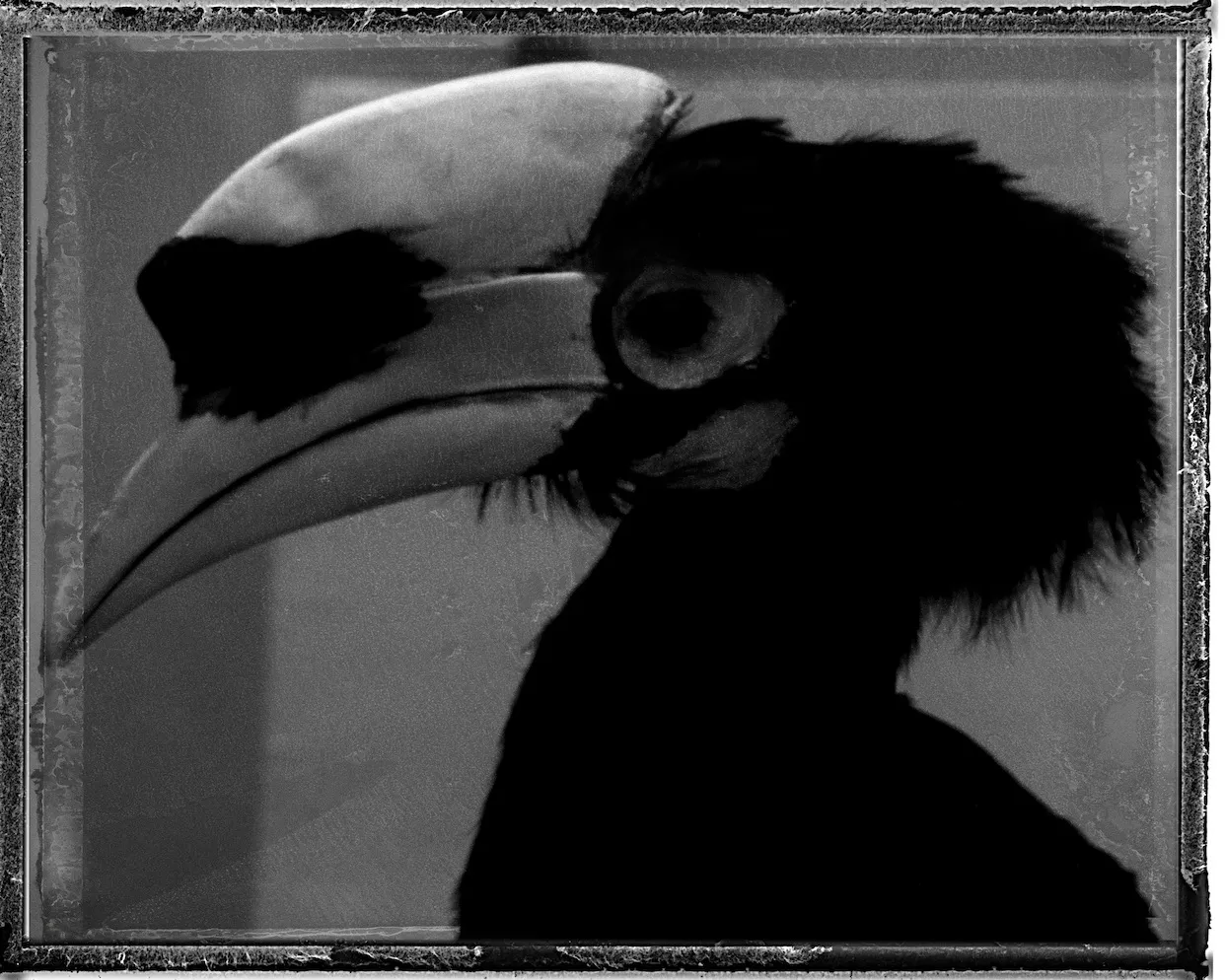 Sarah Moon, Toucan Russe, 2018