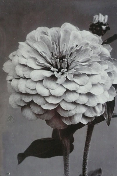 Charles Jones, Zinnia Double, c.1900