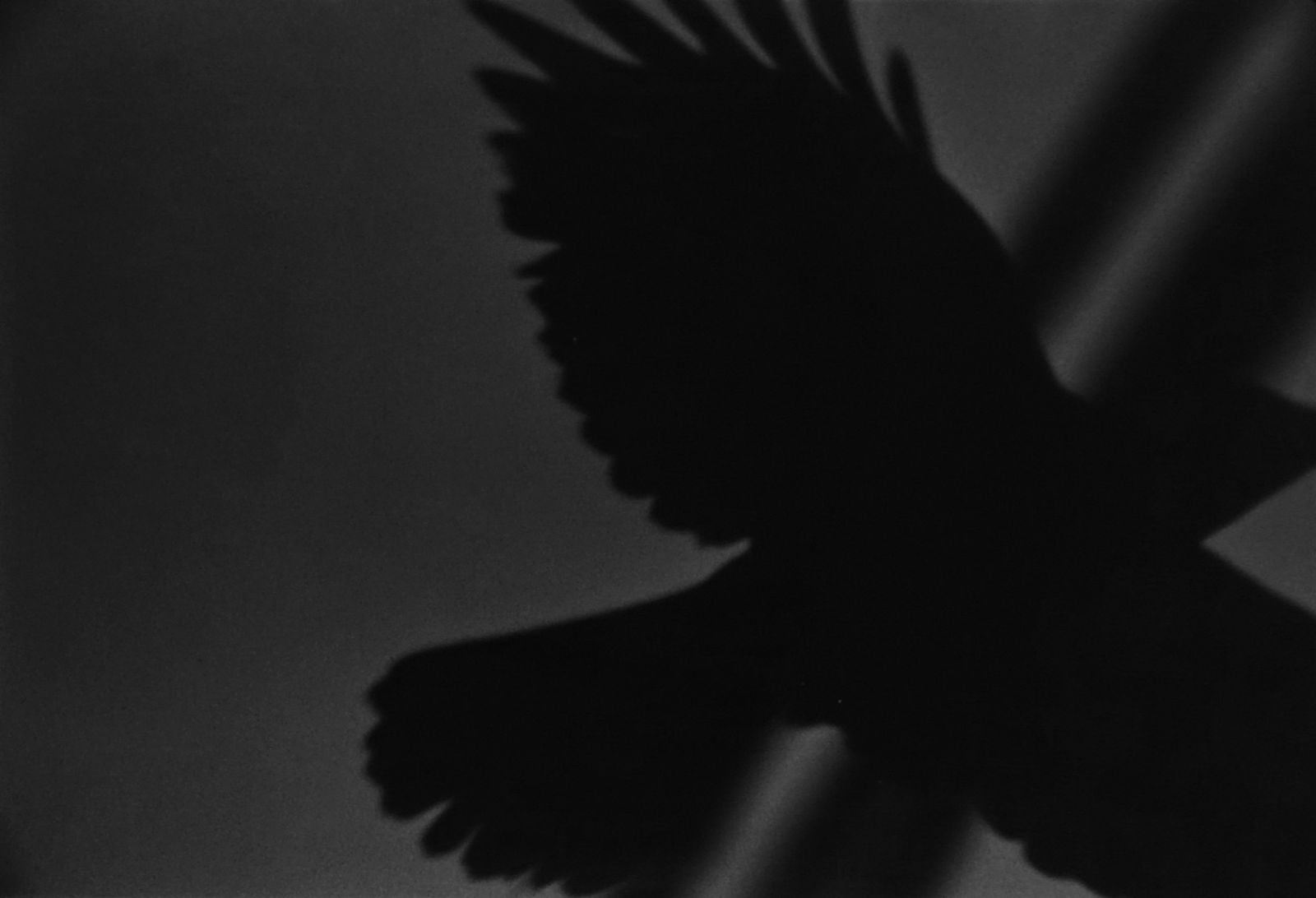 Masahisa Fukase, Erimo Cape, from the Solitude of Ravens, 1976