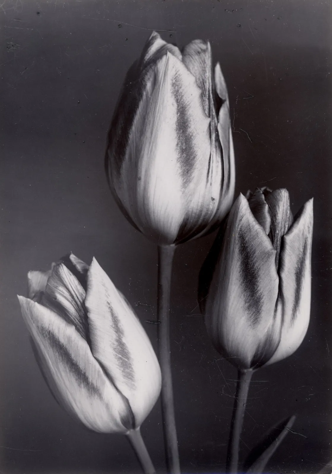 Charles Jones, Tulip Cottage Maid, c. 1900