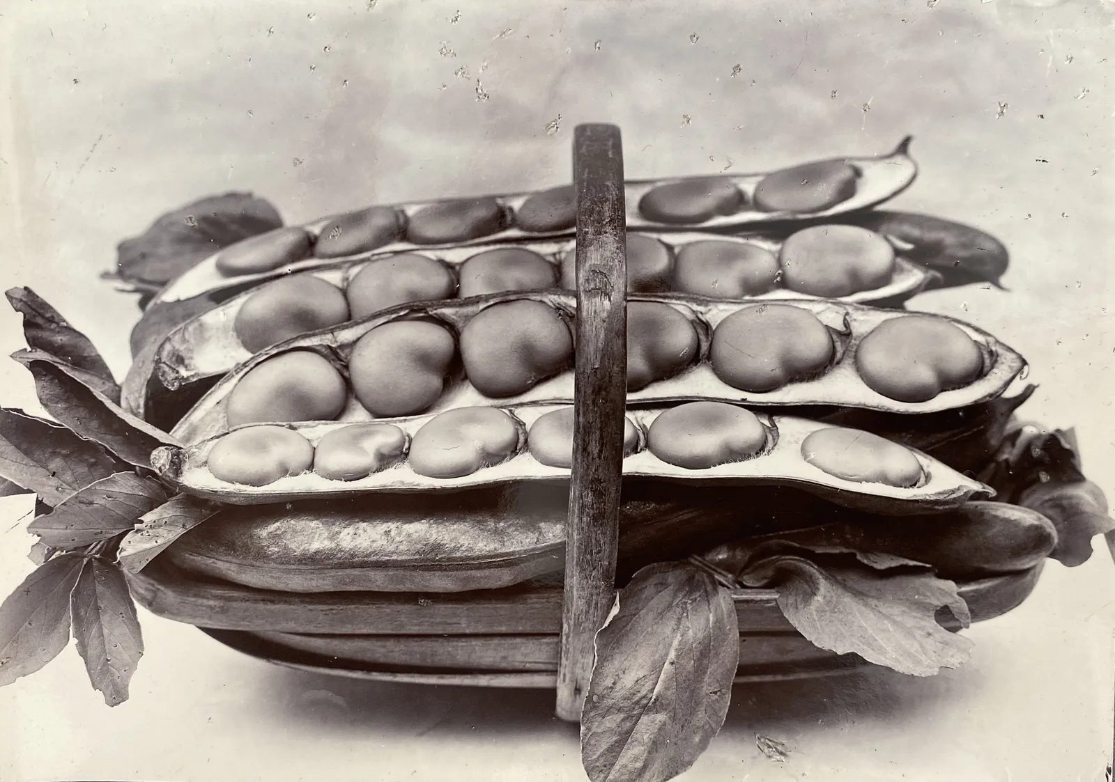 Charles Jones, Beans in a Basket, c.1900