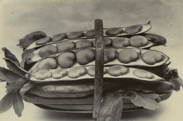 Charles Jones, Beans in a Basket, c.1900