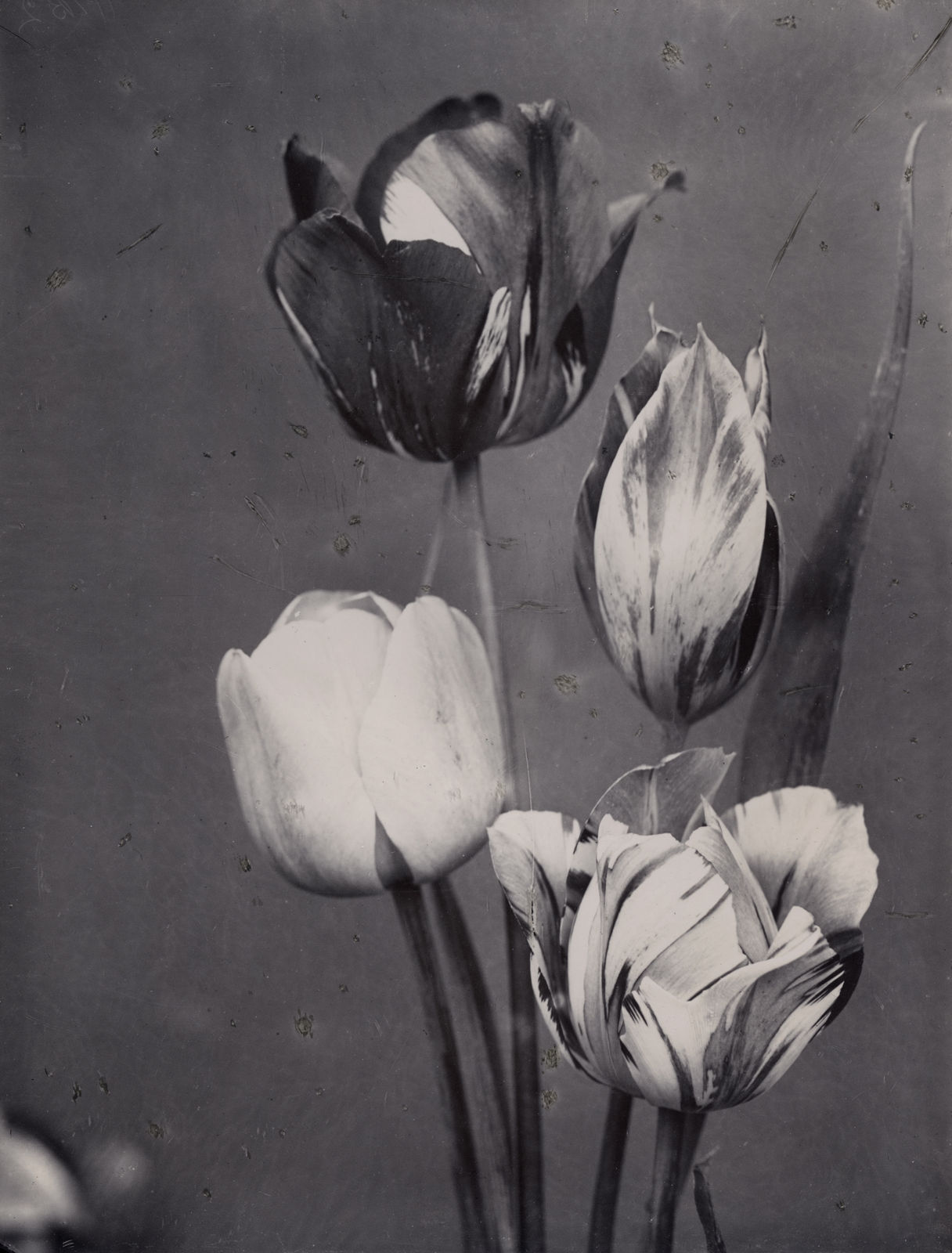 Charles Jones, May Flowering Tulips Mixed c.1900