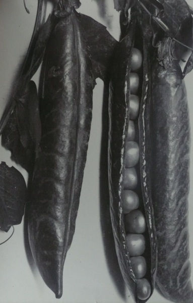 Charles Jones, Pea, Quite Content, c.1900