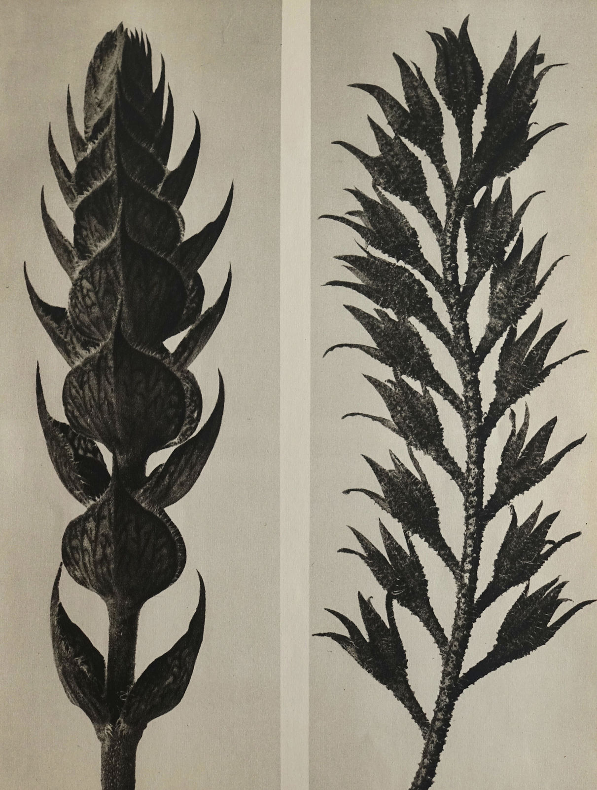 Karl Blossfeldt, Salvia pratensis and Symphitum officinale