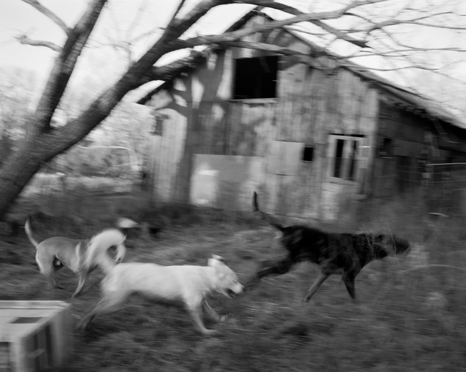 Henry O. Head, Winter Dogs, from the series Twelves Acres, 2024
