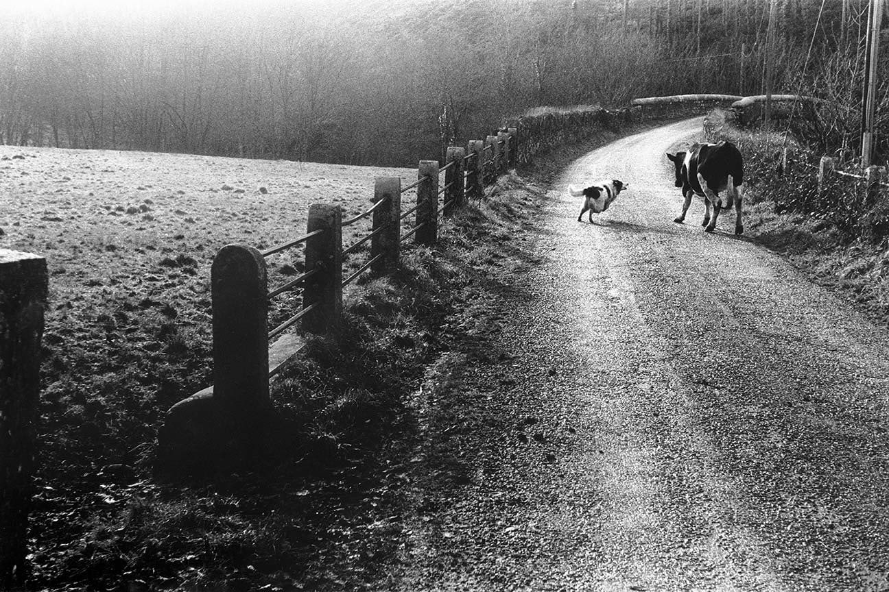 Roger A. Deakins, Sheepdog and cow, Beaford, 1971