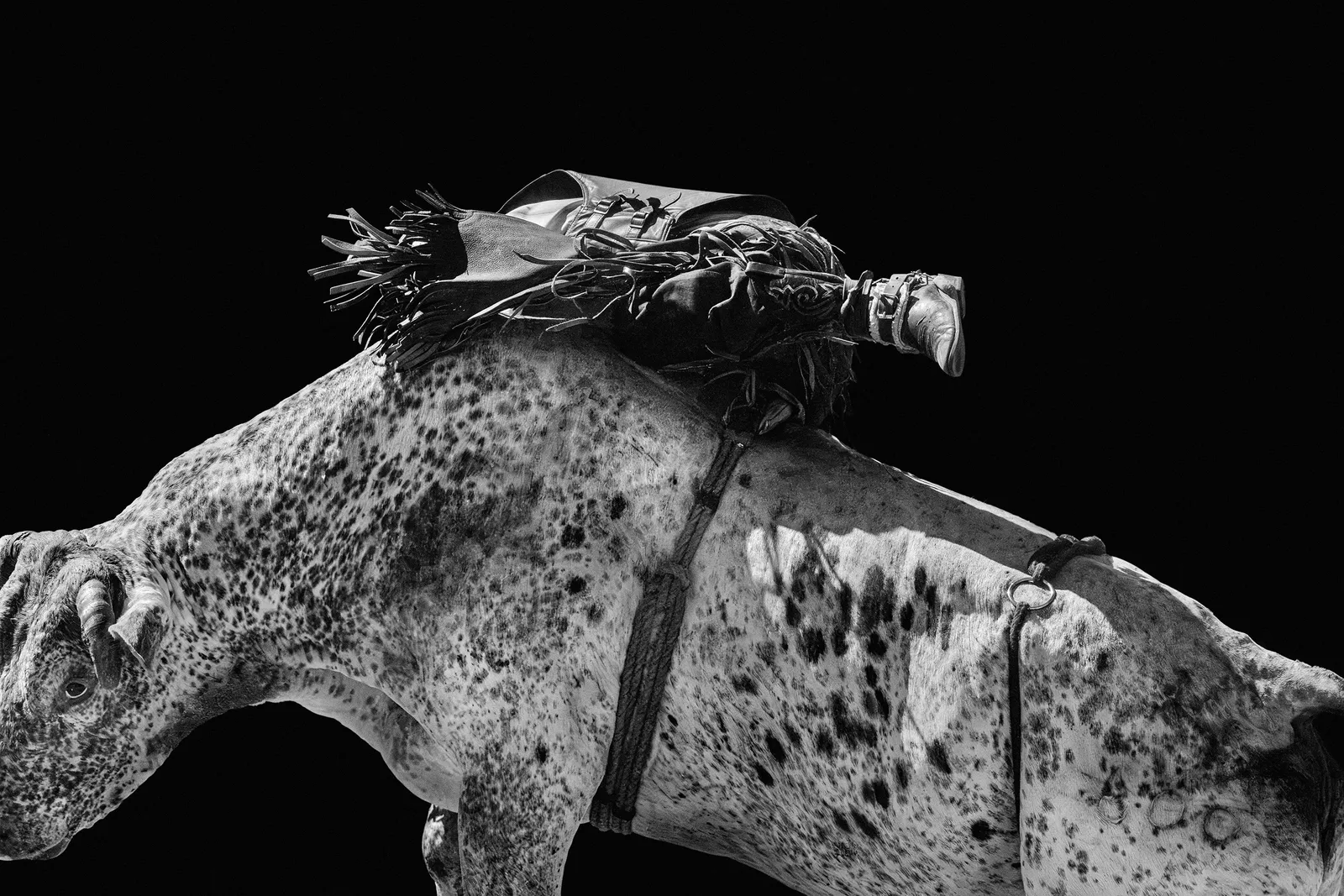 Jim Krantz, RODEO no.7, 2013