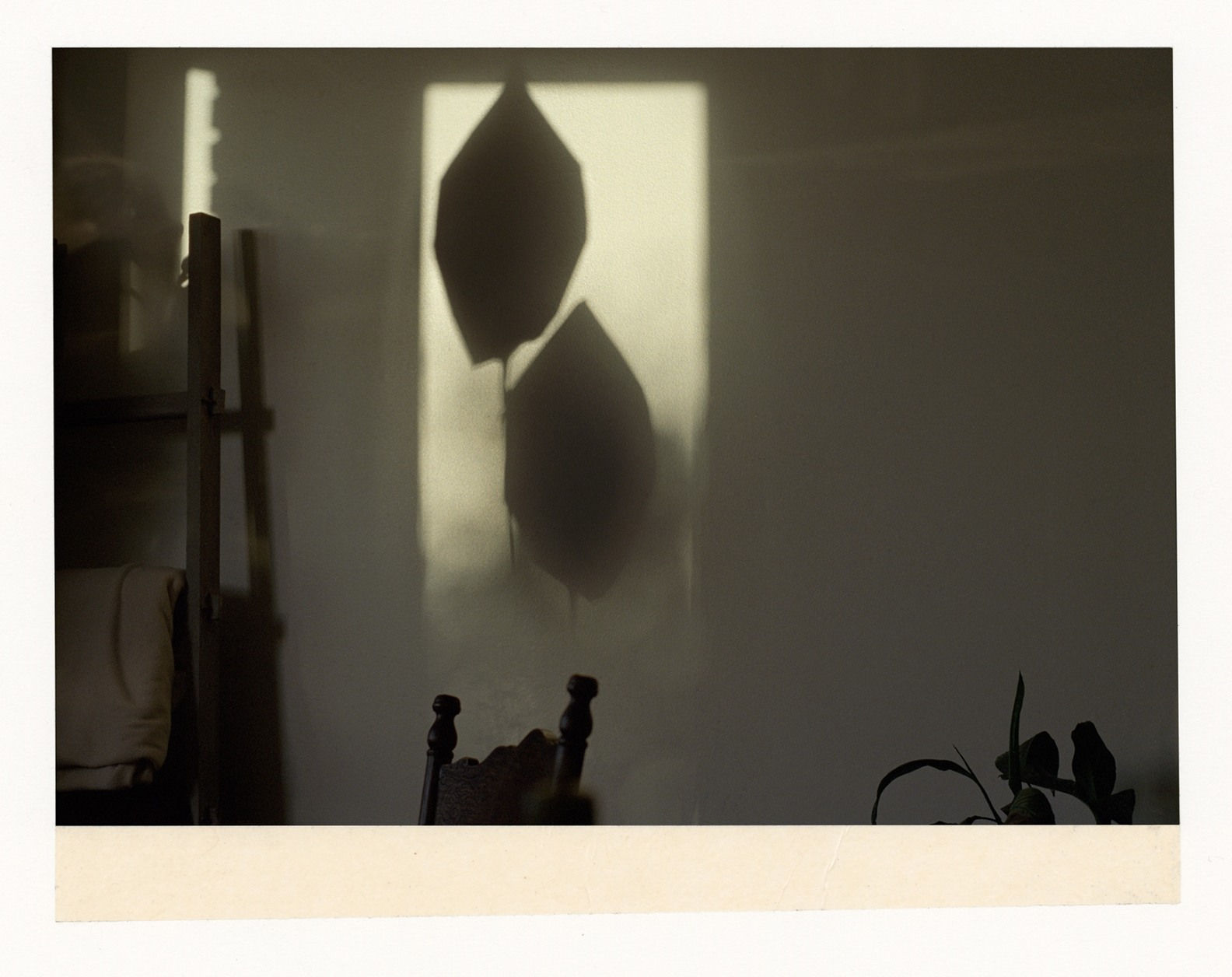 Wesley Stringer, Desire Path: Petals, Fins and Feathers #032, 2016